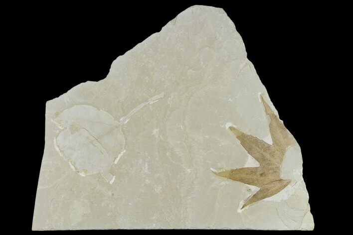 Fossil Sycamore And Maple Leaves - Green River Formation, Utah #117988